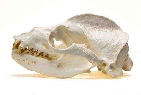 California Sea Lion Skull Replica