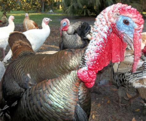 Origins of domestic turkeys