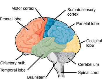 Brain Stem Injury: Symptoms, Treatment & Effects | Study.com