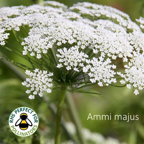 Ammi majus | Shop - Country Garden UK