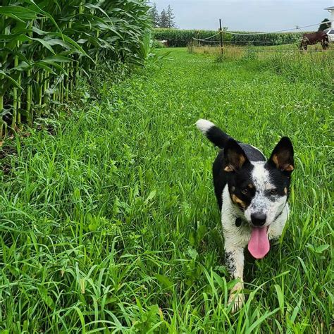 The Blue Heeler Corgi Mix: Everything You Need To Know