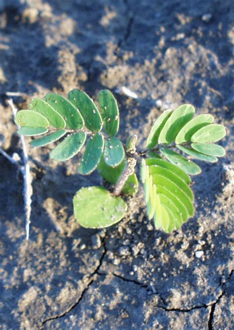 Partridge Pea | Native American Seed