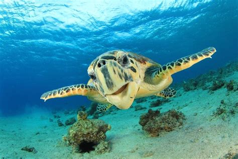 The Hottest Spots To See Sea Turtles in Hawaii | And You Creations