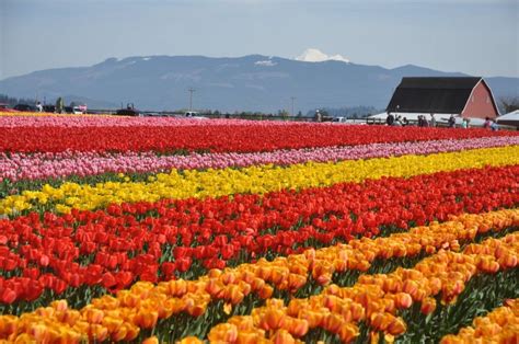 Skagit Valley Tulip Festival predicts peak bloom for Easter Sunday ...