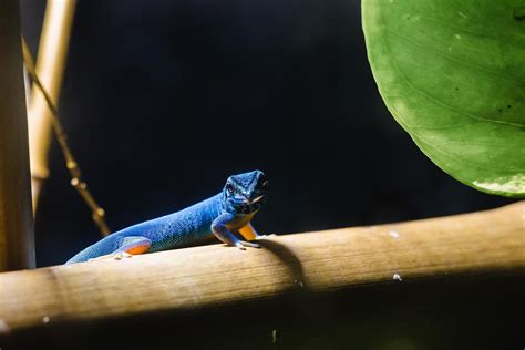 Blue gecko | Gecko, Reptiles, Blue