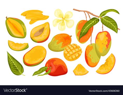 Cartoon isolated ripe and unripe green fruit Vector Image