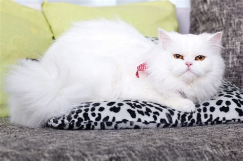 Persian Cat Grooming: The Complete Guide - Cat Mania