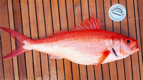 What Are the Different Types of Snapper Fish? - Fished That