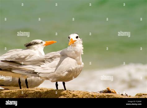 Seagulls on the beach, Miami, Miami-Dade County, Florida, USA Stock ...