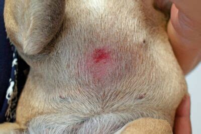 Pyoderma in Dogs | Great Pet Care