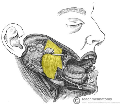 The Muscles of Mastication - Attachments - Actions - Innervation ...