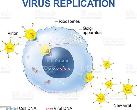 Virus Replication Vector Illustration Stock Illustration - Download ...