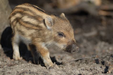 Baby wild boar by sausainiuks | Wild Ones | Pinterest