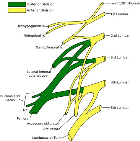 Lumbar plexus - NeurologyNeeds.com