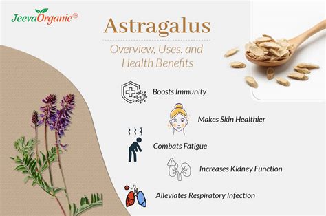 Astragalus – Overview, Uses, and Health Benefits