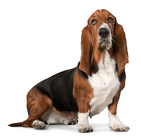 Collection of Basset Hound PNG. | PlusPNG