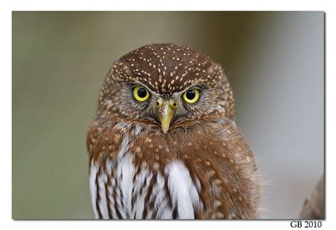 NORTHERN PYGMY-OWL