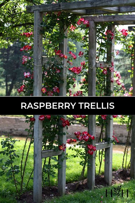 Raspberry trellis 🌿 🛠️ Options and steps to support bountiful harvests