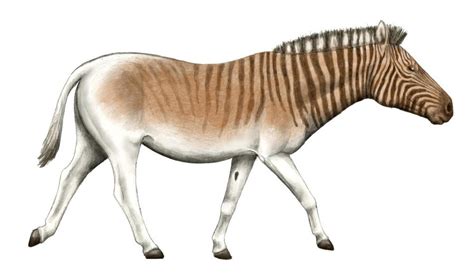 Quagga by Pachyornis on DeviantArt