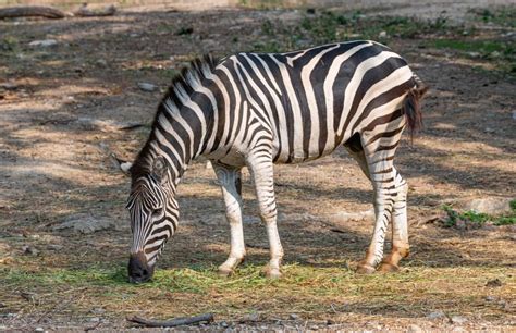 Zebra feeding stock photo. Image of reflection, zebra - 12792086