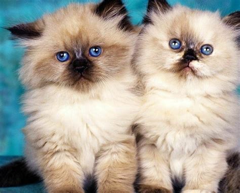 KITTENS WITH BLUE EYES 8X10 GLOSSY PHOTO PICTURE | eBay | Cute kitten pics, Cute kitten gif ...