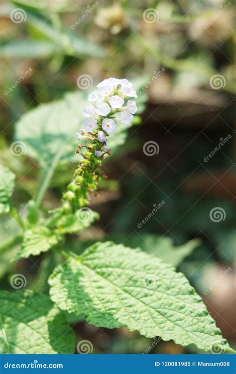 Heliotropium Indicum Flower in Nature Garden Stock Image - Image of ...