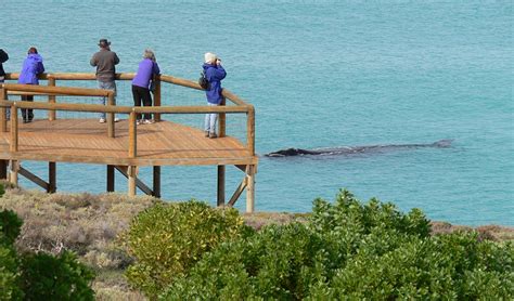 Top 10 whale-watching spots in Australia - Australian Geographic