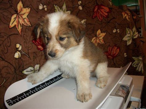 35 Best Pictures Puppies For Adoption Cincinnati - Akc havanese puppies ...