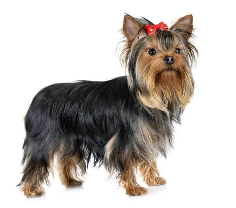 Yorkie haircuts - Yorkie Guide