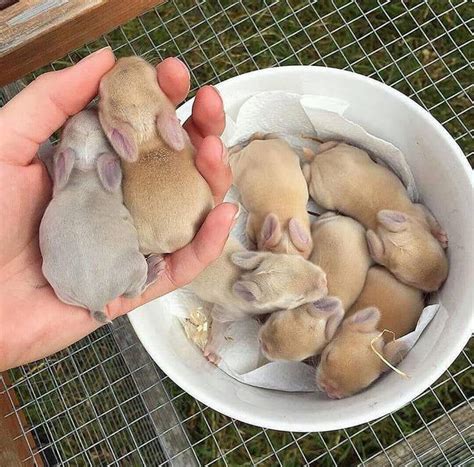 These new-born bunnies should cheer you up. - 9GAG Pet Bunny, Cute Babies, Super Cute Animals ...