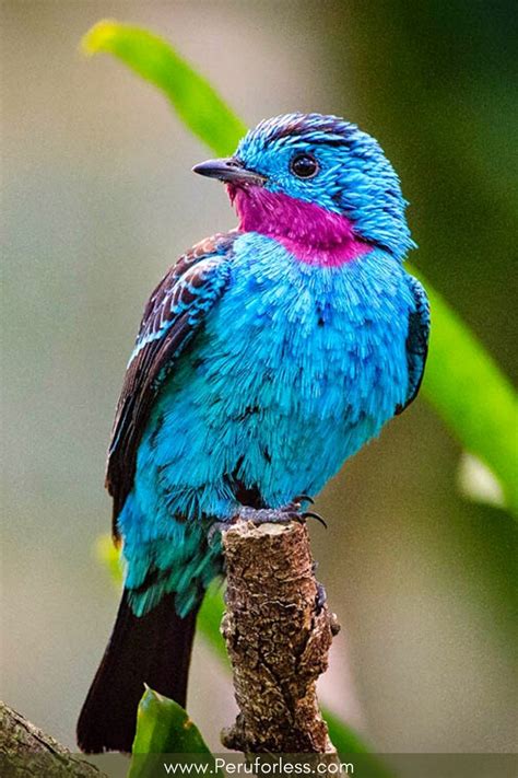 30 Amazing Amazon Rainforest Animals | Amazon Rainforest Photography ...