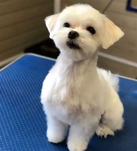 30 best maltese haircuts for dog lovers – Artofit