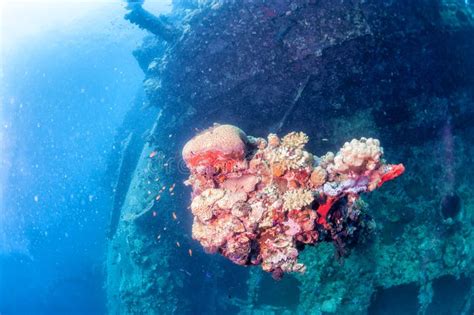 Corals on Ship Wreck stock photo. Image of blue, wreck - 52726780