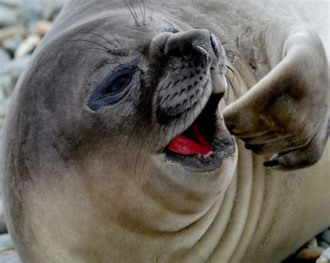 Elephant Seal Pup, Seal on Beach, Seal Photo, Wildlife Photo, Cute ...