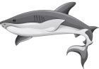Grey Shark PNG Clipart - Best WEB Clipart