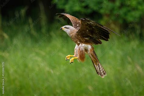 Kite in flight. Black kite, Milvus migrans, flying with widely spread ...