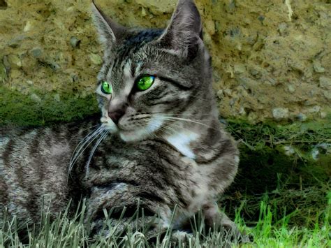 cats, Green, Eyes, Tabby Wallpapers HD / Desktop and Mobile Backgrounds