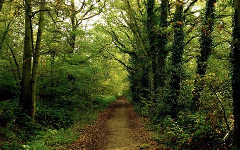 Forest Backgrounds Image - Wallpaper Cave