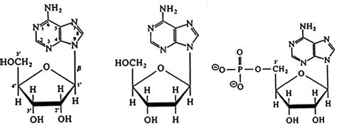 Ribonucleosides