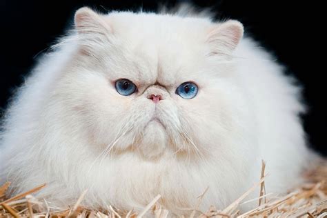 Discovering the Unique Characteristics of Persian Cat Breeds - catmags.com