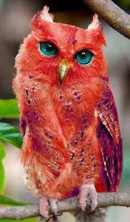 Red owl..