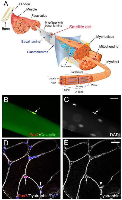 Figure 1 from Satellite cells are essential for skeletal muscle regeneration: the cell on the ...