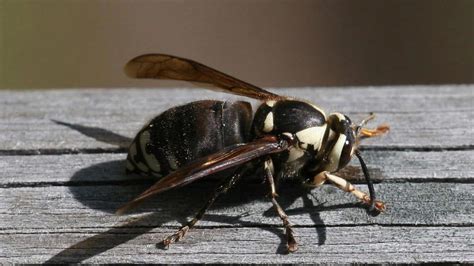 Baldfaced Hornet | University of Maryland Extension