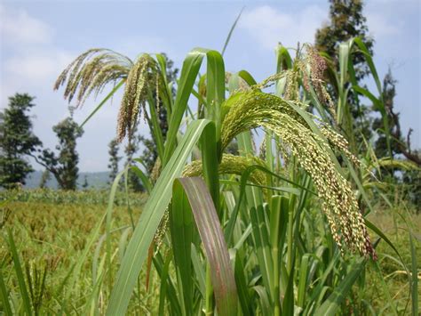 varai.JPG (image) | Cactus plants, Plants, Millet