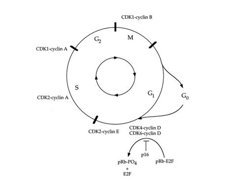 Many of the mammalian cell cycle genes were first identified and studied in yeast. | Learn ...