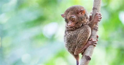 Facts about Tarsier - AnimalBehaviorCorner