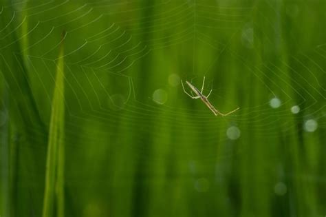 Premium Photo | Spider on a web with green background