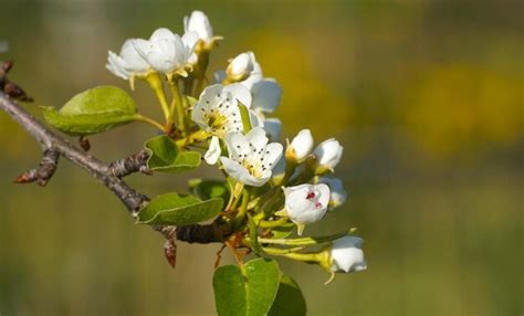 Premium Photo | Blooming pear tree white flowers on a pear tree spring ...