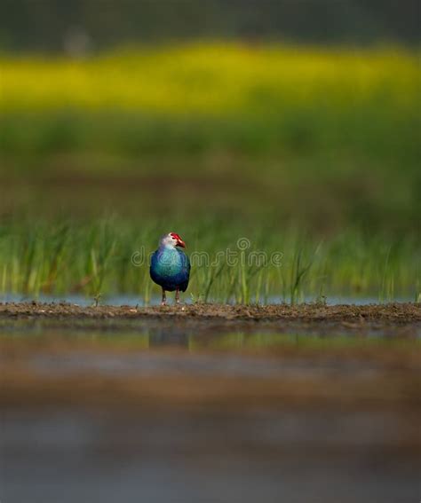 Purple Swamphen- Habitat Image Stock Image - Image of waterbird ...