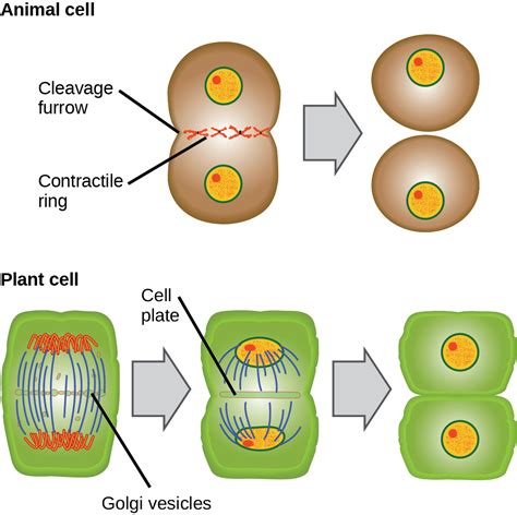 Biology 2e, The Cell, Cell Reproduction, The Cell Cycle | OpenEd CUNY